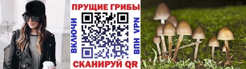 omg ONION  Мглин  Галлюциногенные грибы Psilocybine cubensis 